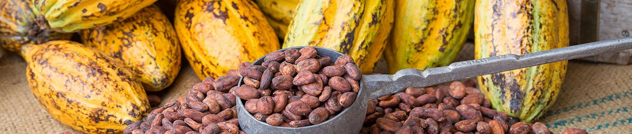 Cocoa: All the Existing Varieties and Their Main Benefits – Venchi Store